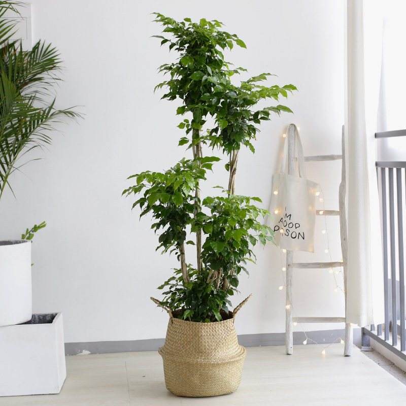 越养越吉利的三种花有哪些,家里养的吉利花有哪些