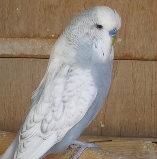 虎皮鹦鹉怎么判断年龄有多大,黄化虎皮鹦鹉年龄对照表图