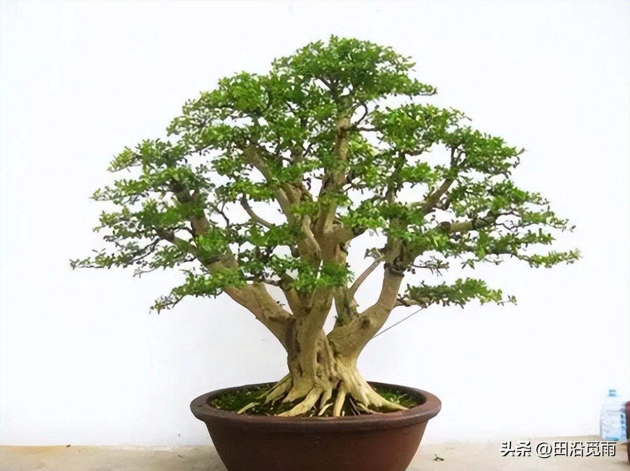 刚挖的盆景树怎么修剪,刚挖出来的盆景养护方法