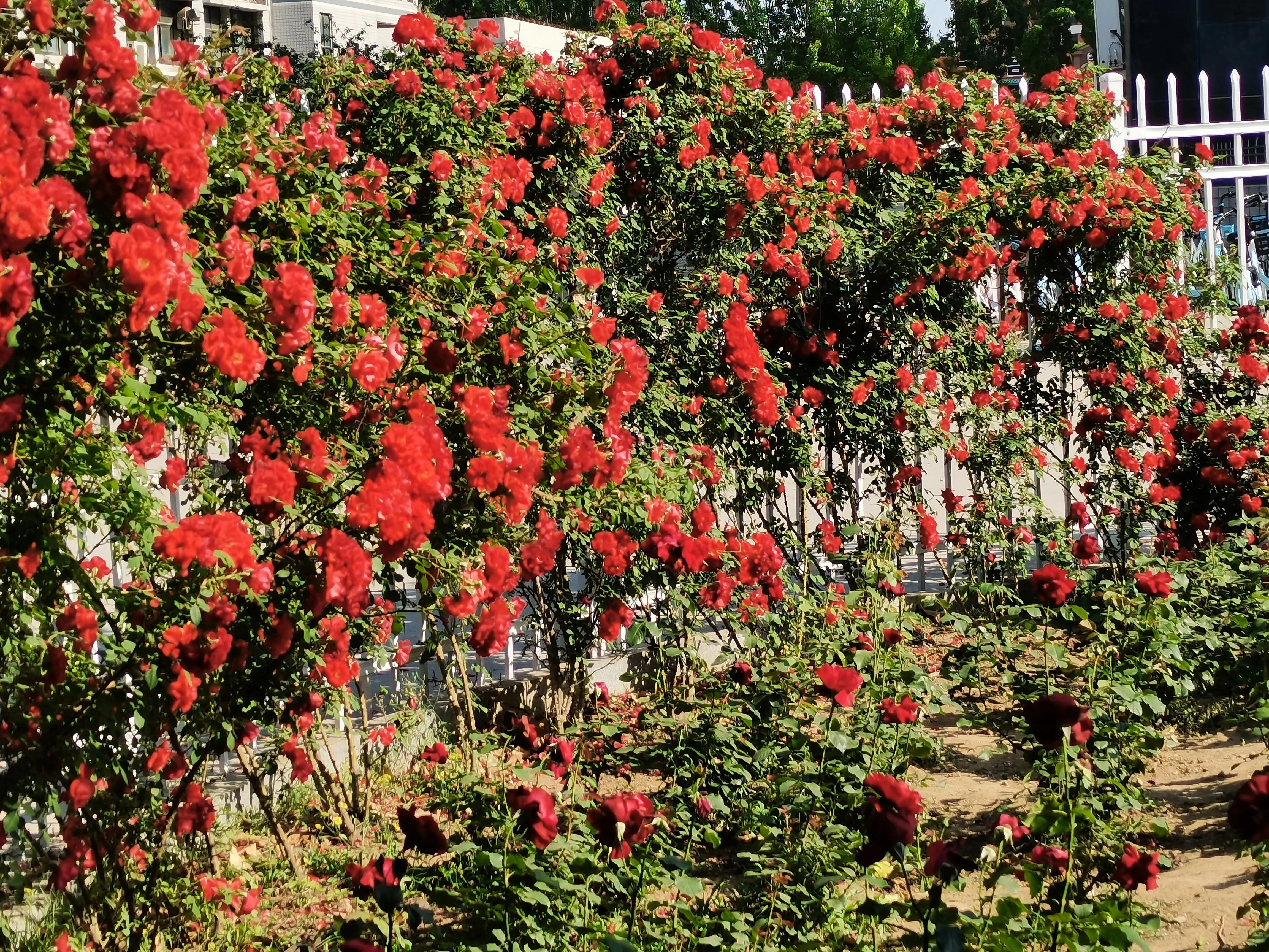 经典高雅写意月季花,七绝惹人怜爱的月季花