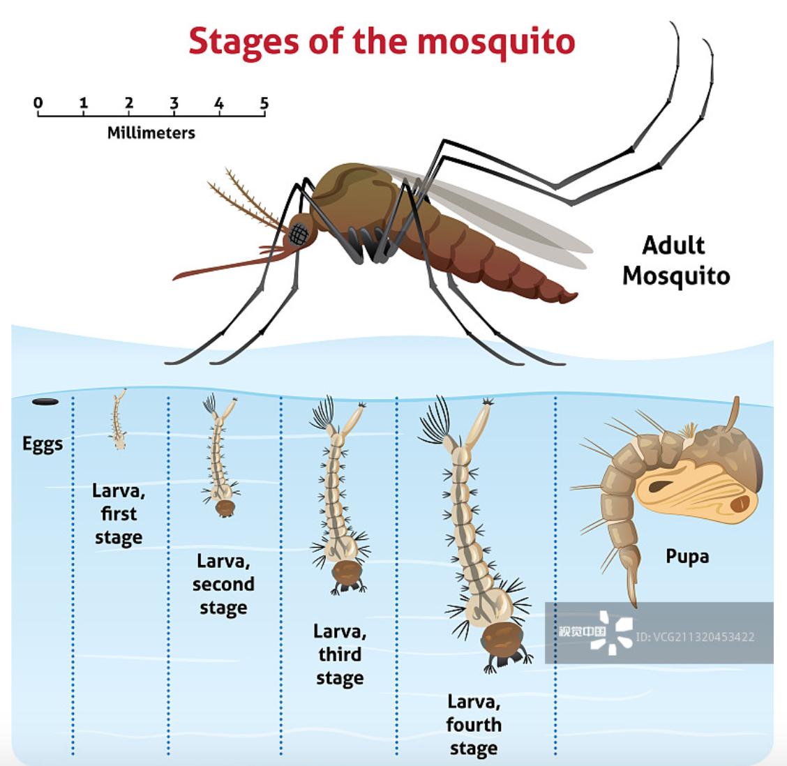 蚊子专挑甜的地方咬,蚊子爱咬我的原因找到了