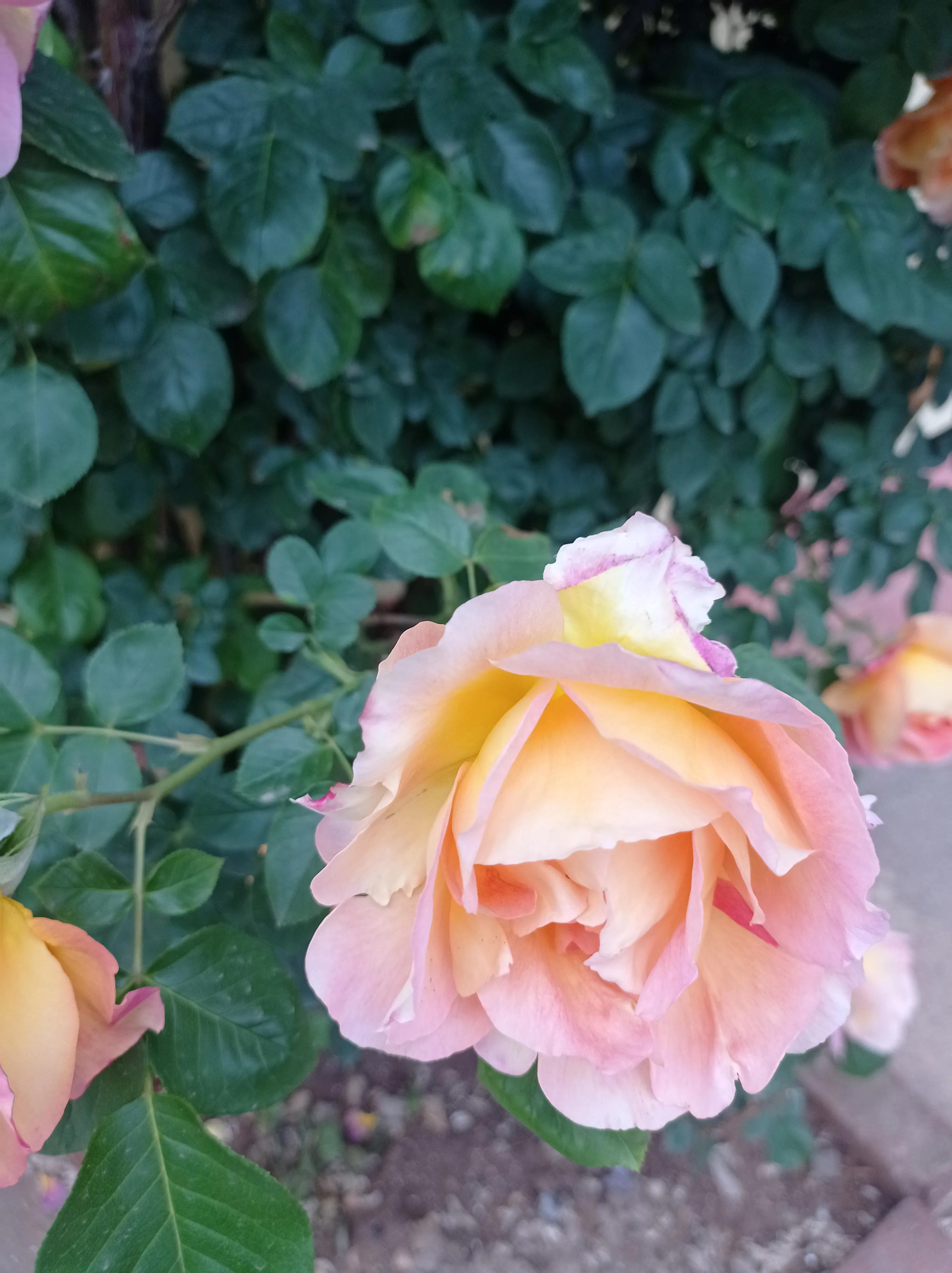 因疫情两年没回家的女孩,与丈夫在日本收破烂,回国后幸福感爆棚