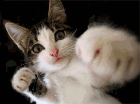 不小心搞掉猫咪胡须,猫咪的胡子可以稍微剪掉一点点嘛