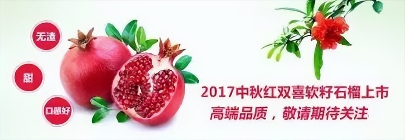 石榴苗怎么挑选,石榴会四季开花吗
