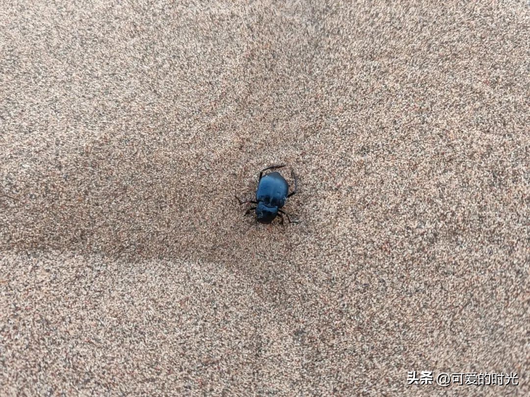 宁夏之旅不虚此行,宁夏之旅影集