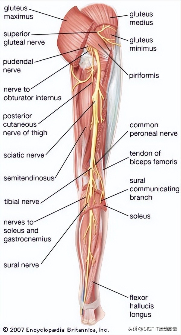 加强腘绳肌可以缓解膝盖压力吗,腘绳肌拉伸动作膝关节外翻