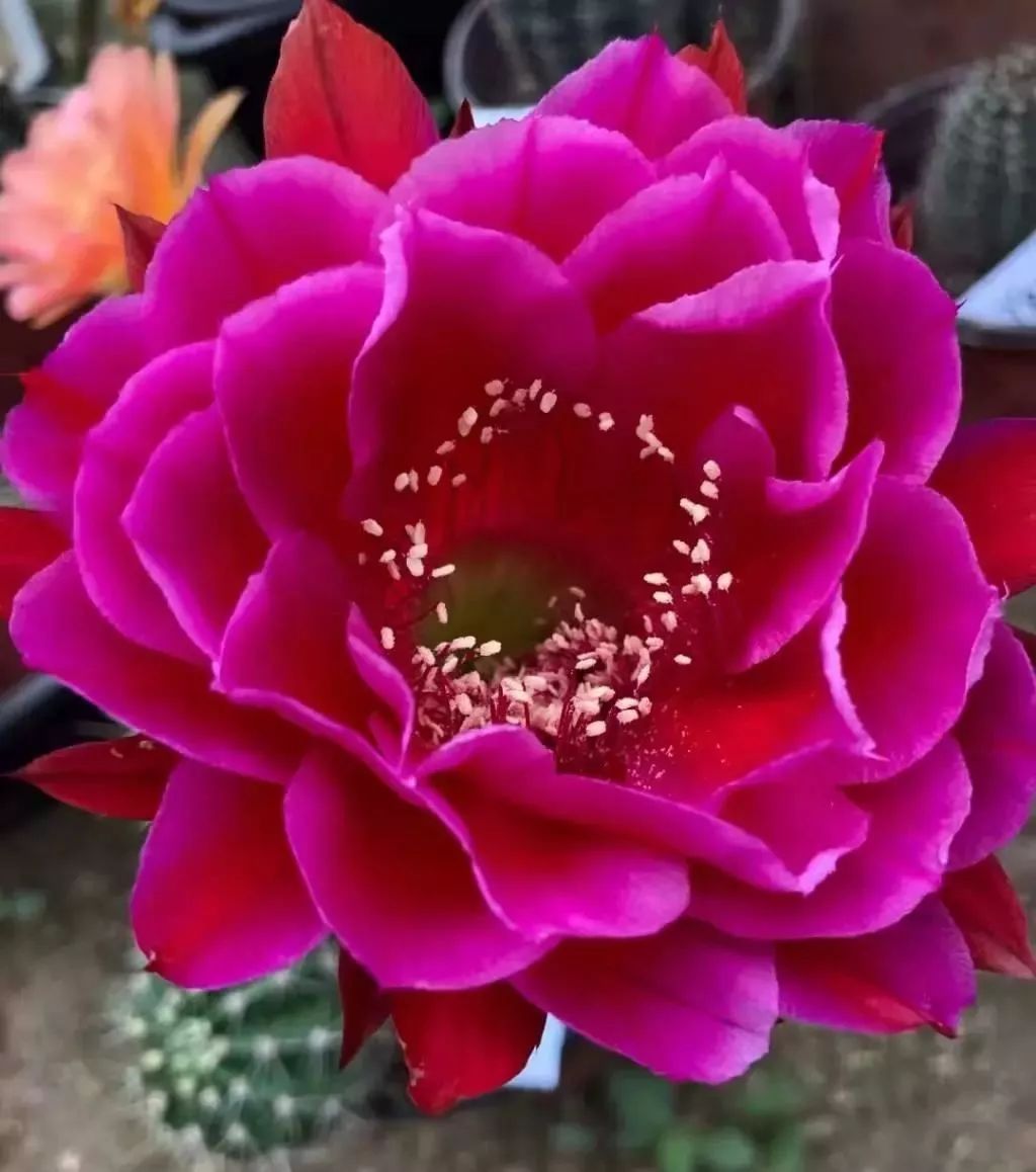 200种·仙人球开花图鉴，大开眼界，美到爆