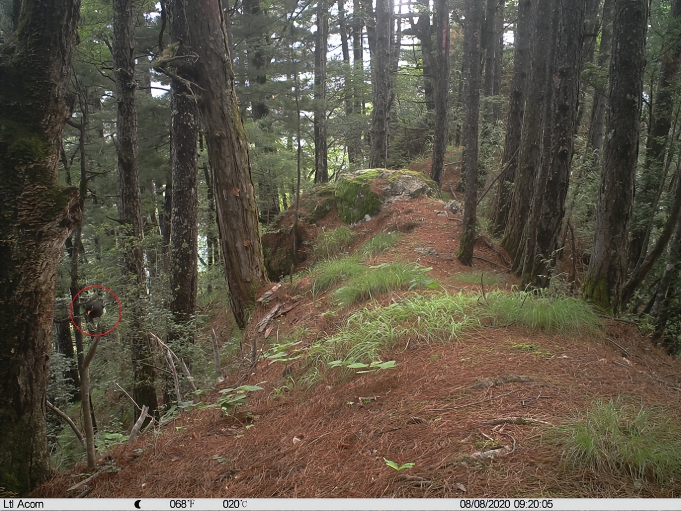 自然秘境大图鉴鸟类王国,奇妙大自然探秘鸟类世界