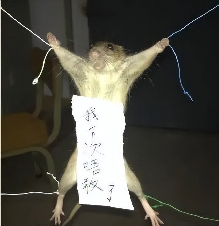 64岁大学教授，在公园里和牧羊犬发生*行为性**，鸭脖终究还是鼠头！