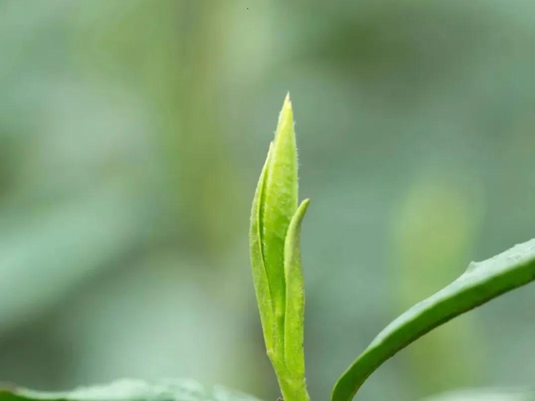 网上买茶叶为什么比实体店便宜,买茶叶去实体店好还是网上好