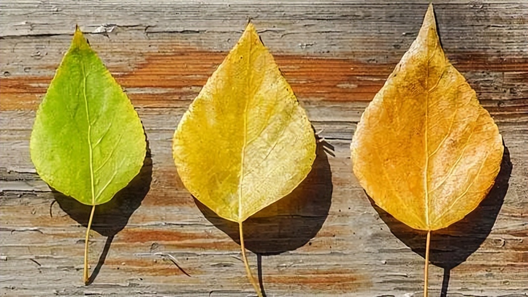 秋季干燥脱皮怎么办,秋季皮肤干燥起皮怎么解决