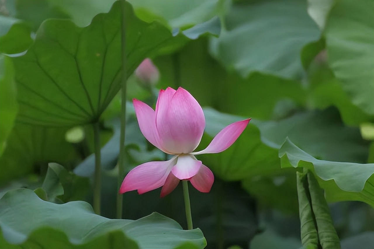 人到中年挣钱是最重要的事,只要放下面子就能赚钱的行业