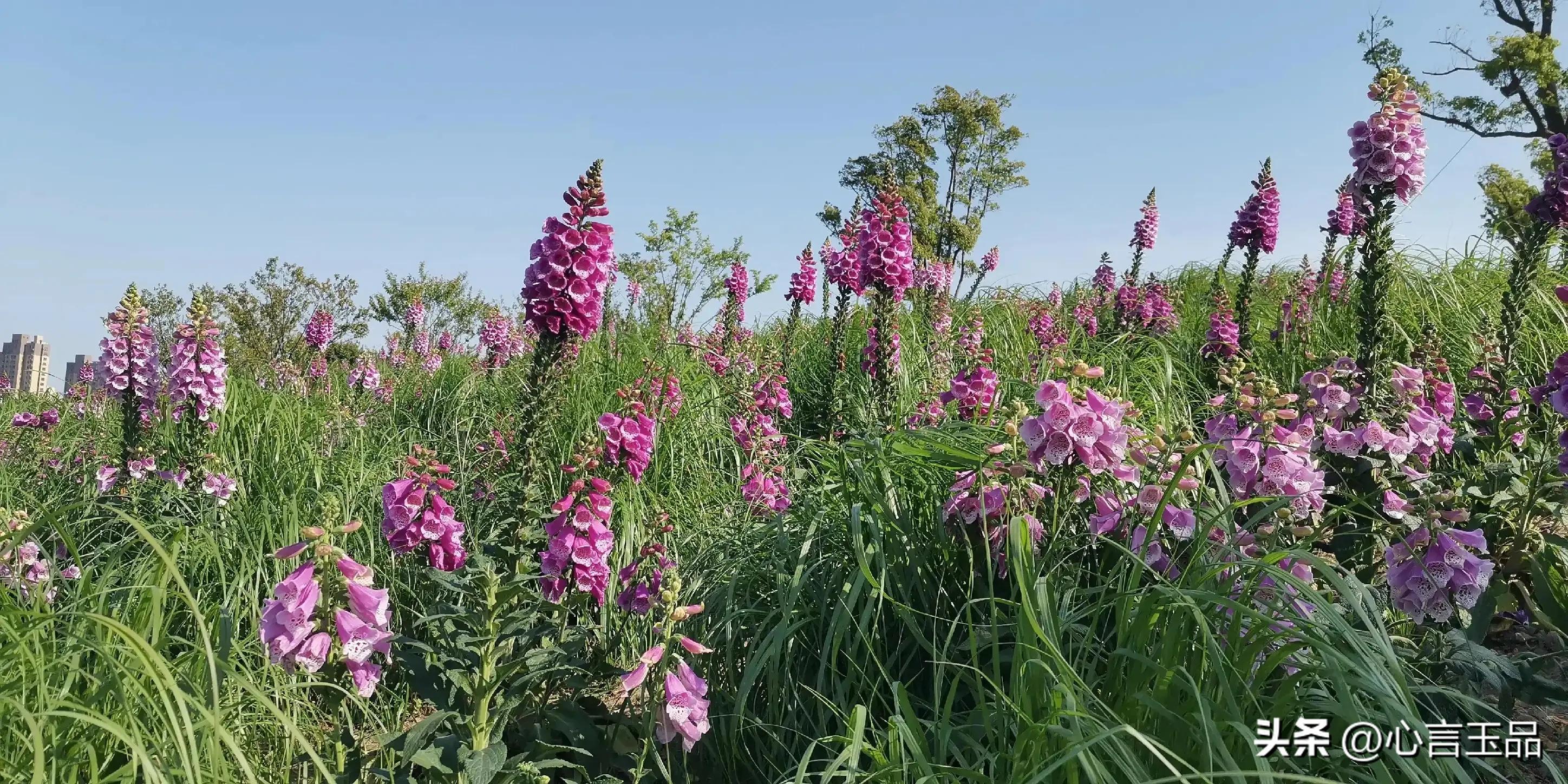 上海红房子妇科医院,上海红房子医院预约挂号