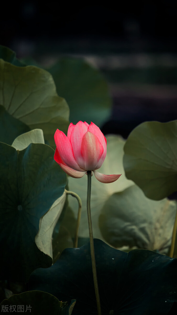 荷花图片禅意荷花,最美意境荷花图片大全