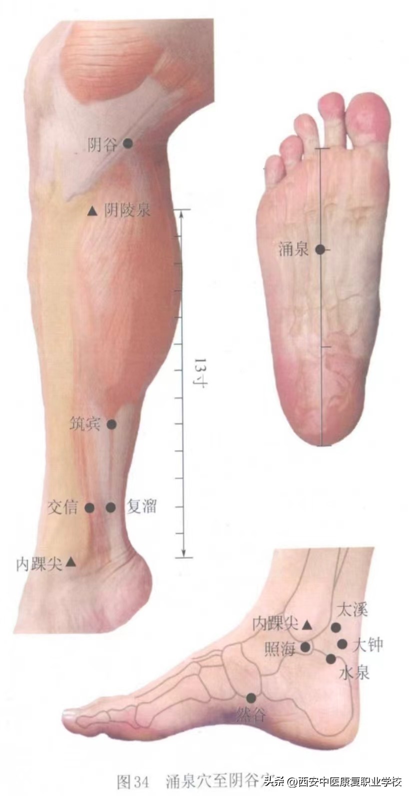 穴位图解——足少阴肾经经穴