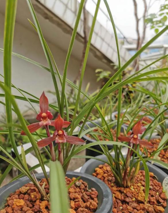 最香名贵十种兰花,老花匠都爱养的2款名贵兰花