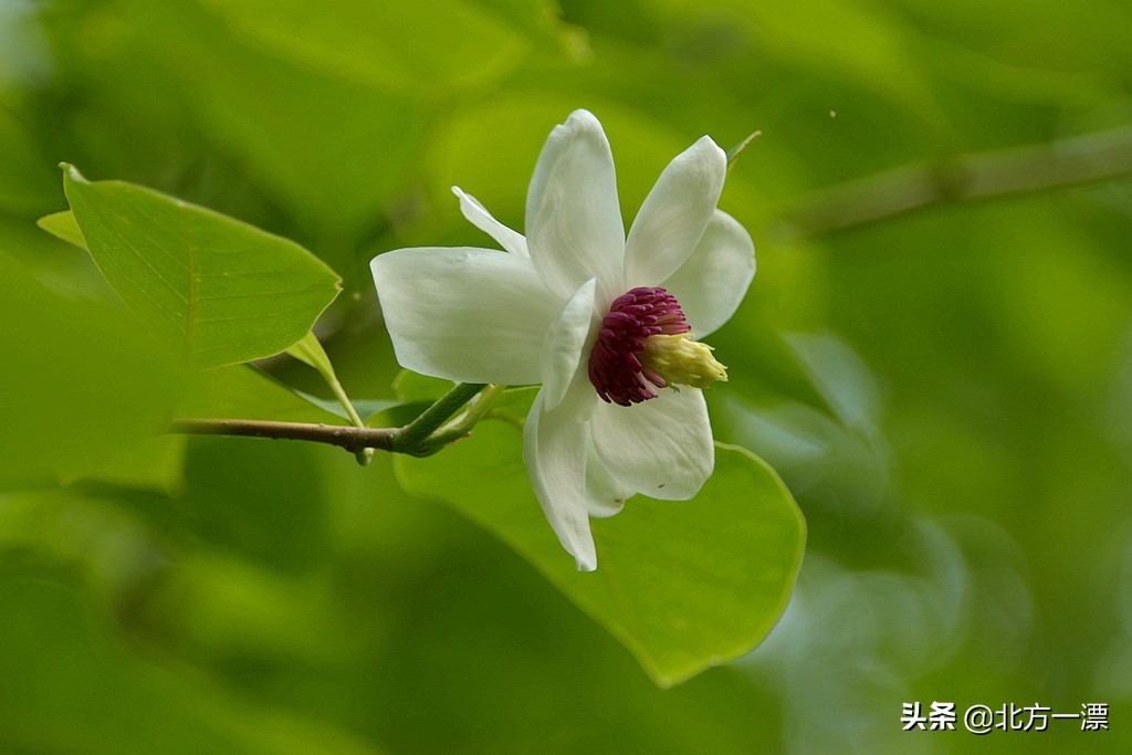 抚顺天女木兰苗规格,抚顺的天女山