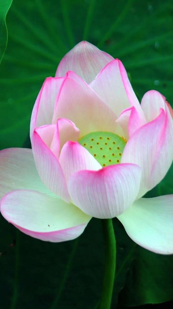 漂亮美丽的荷花壁纸,雨中荷花壁纸荣盛城