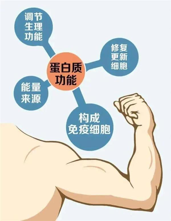 牛奶蛋白质含量低为什么营养高,哪种牛奶蛋白质含量最高又不长胖