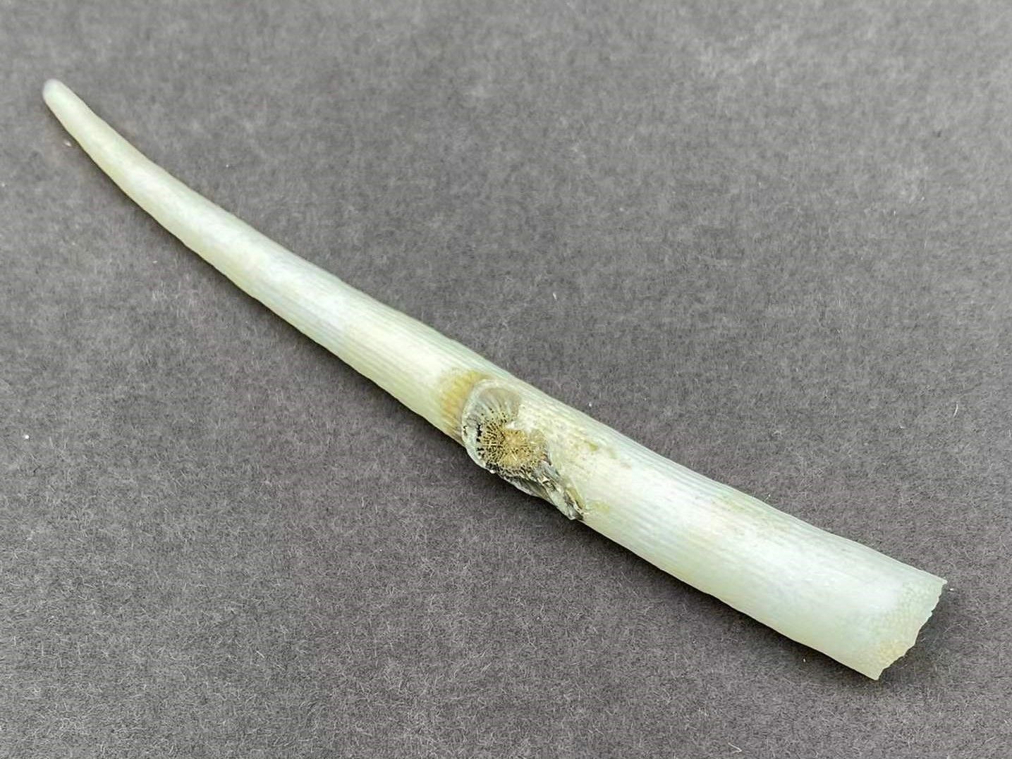 海南海鲜贝类有哪些,海南海鲜贝类