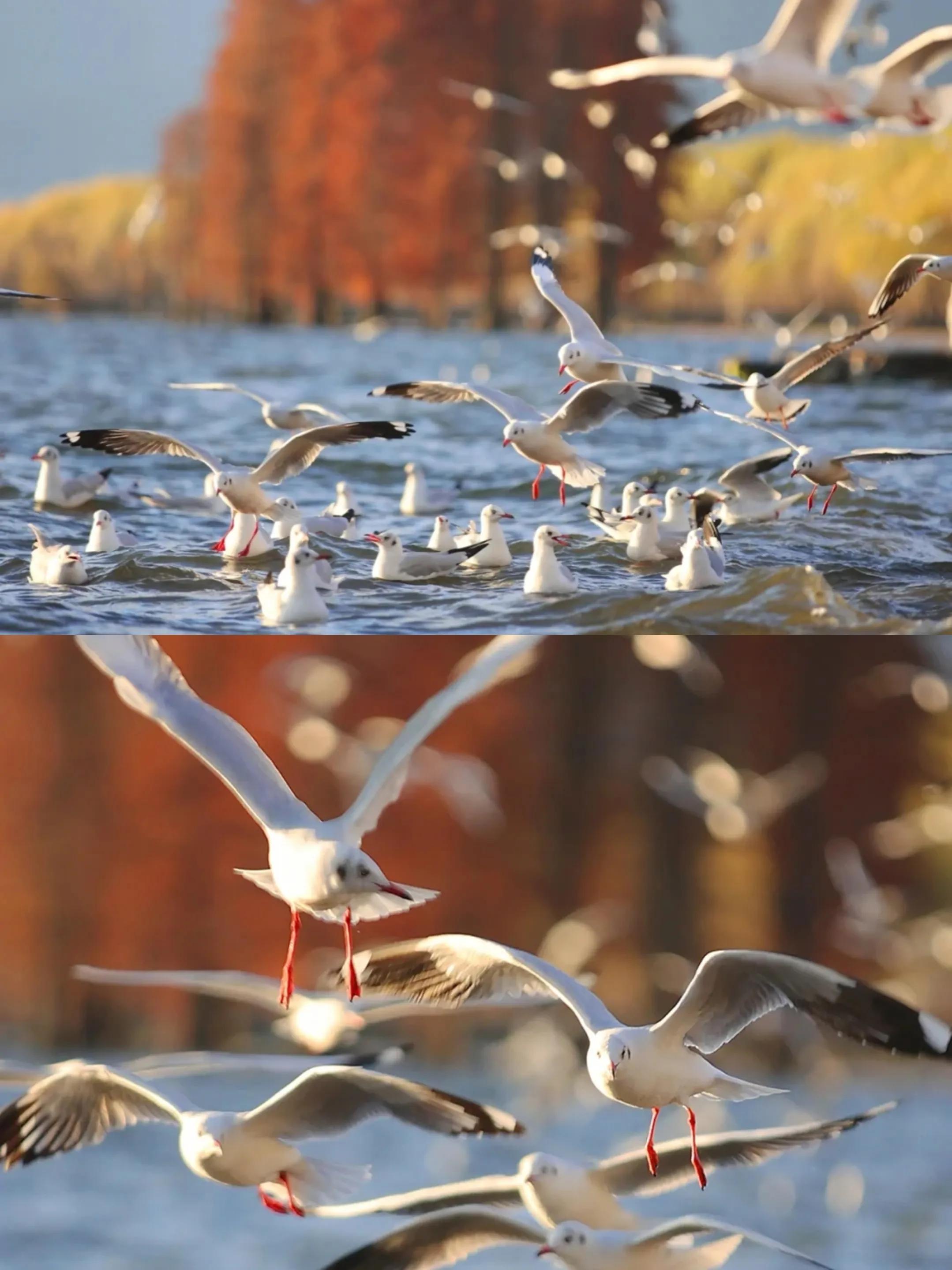 洱海看日出龙龛码头,大理龙龛旅游攻略