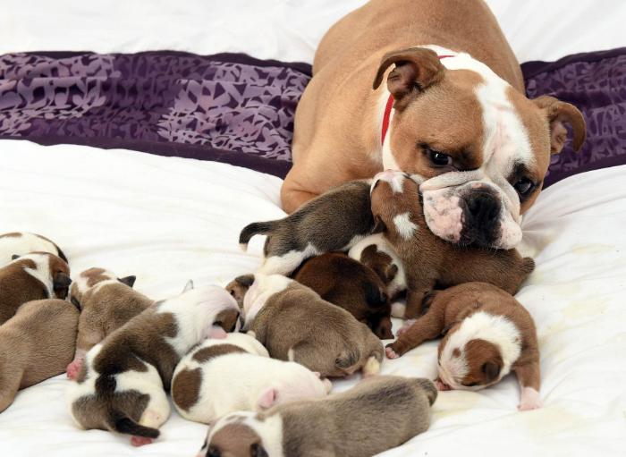 母狗产后抑郁症有哪些症状表现,怎么判断狗妈妈是否产后抑郁