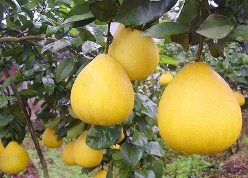 四川有个小县城安岳,安岳小县城在哪里