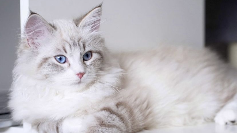 猫咪喉咙像有痰一样打喷嚏流鼻涕,猫咪感冒打喷嚏流鼻涕用什么药