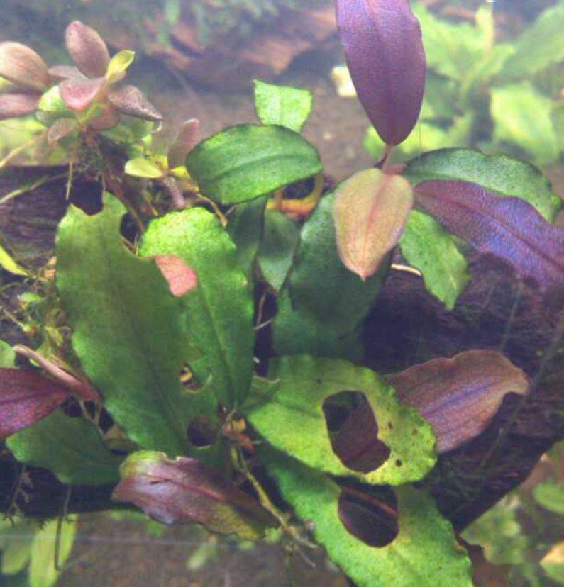 水下叶迷你辣椒榕,蓝精灵辣椒榕在水下开花吗