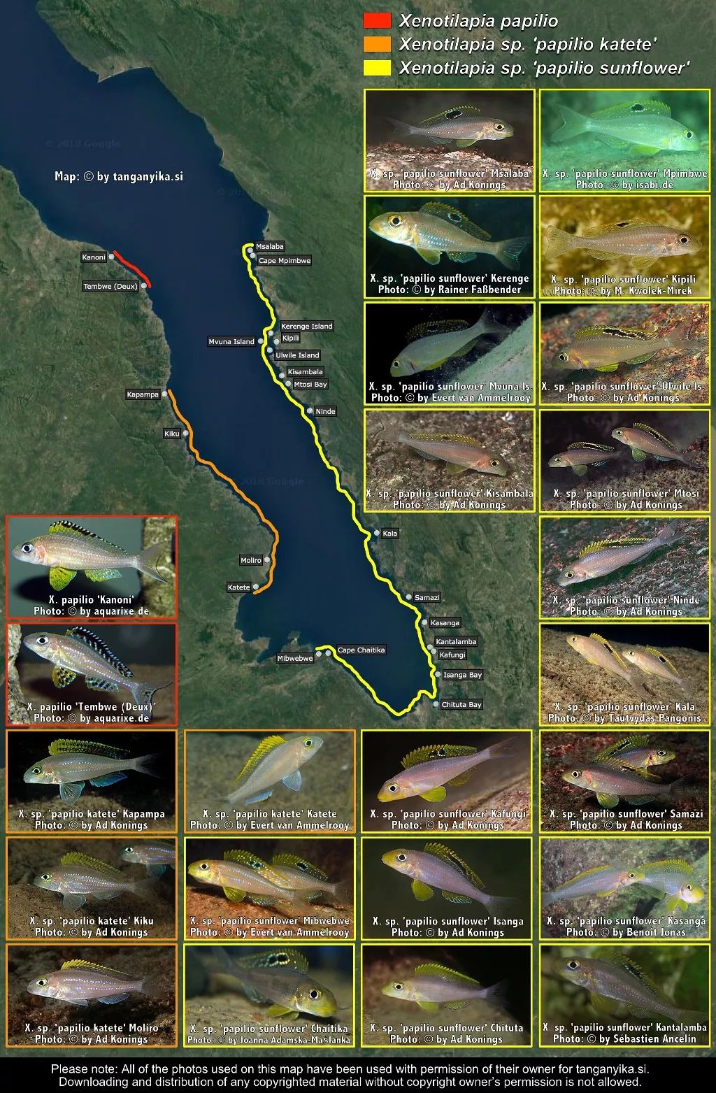 三湖慈鲷杂鲷品种图鉴大全,三湖慈鲷最好看的十种马鲷