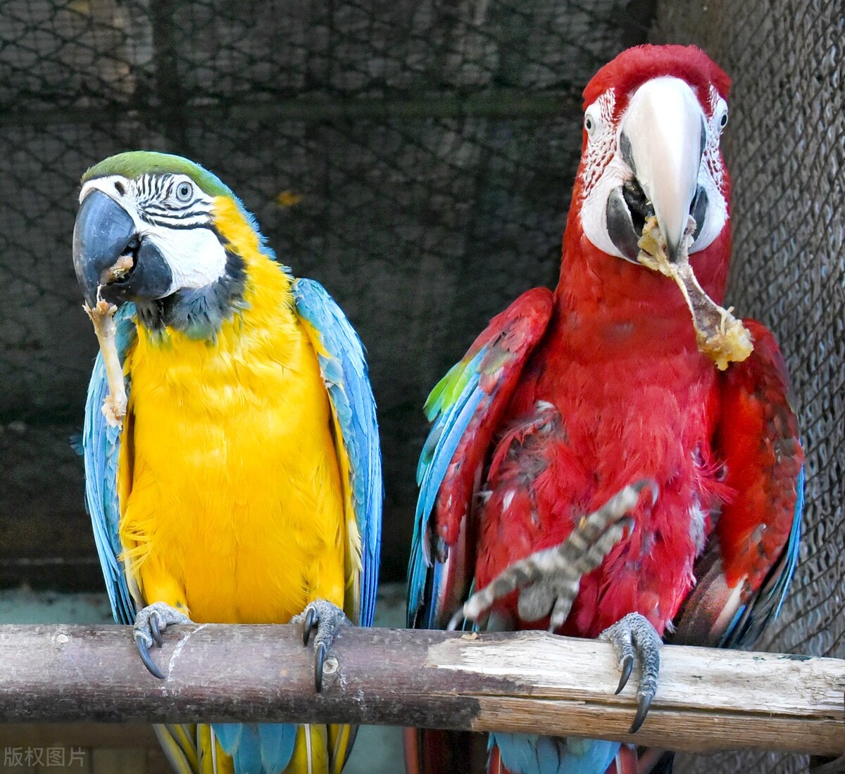 玄凤鹦鹉雏鸟几天睁眼睛,牡丹鹦鹉睡觉眼睛一睁一闭