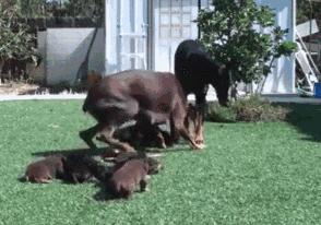 马犬为什么被大家养,马犬为什么现在没人愿意养了