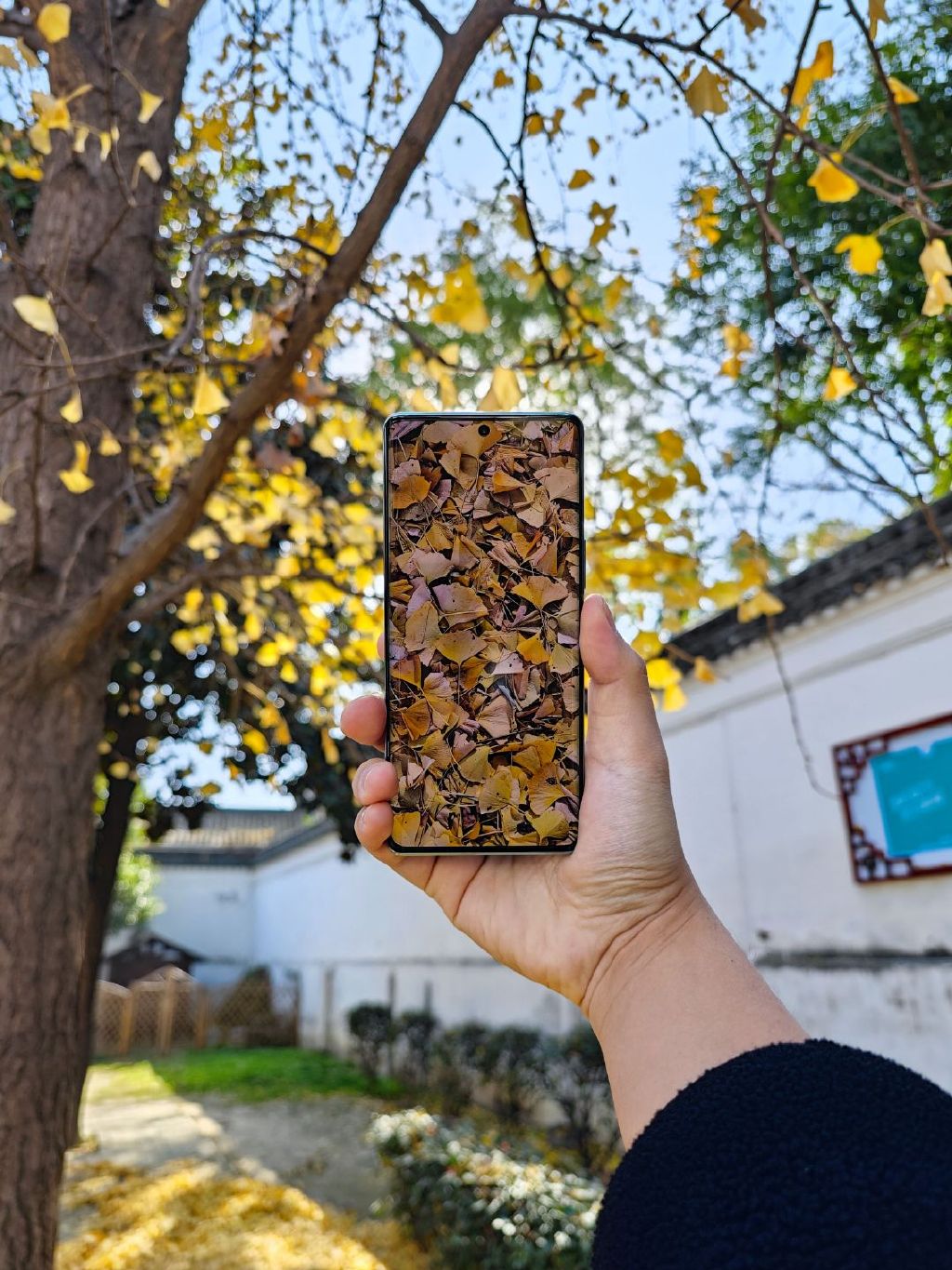 什么手机相机拍照最好看最清晰,日常拍照相机和手机差别大不大