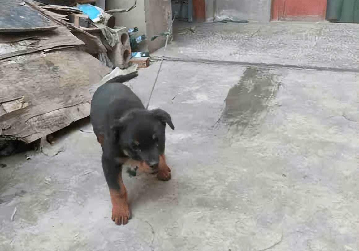 小狗没精神不吃东西往外跑,小狗快不行为什么总往外跑