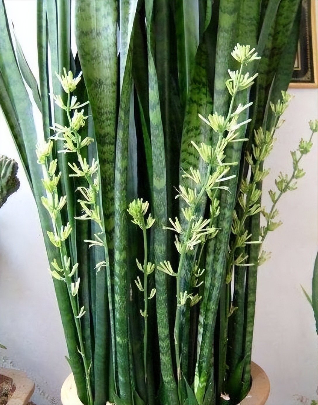 这4种花最好别养在室内,吸甲醛最好的10种花