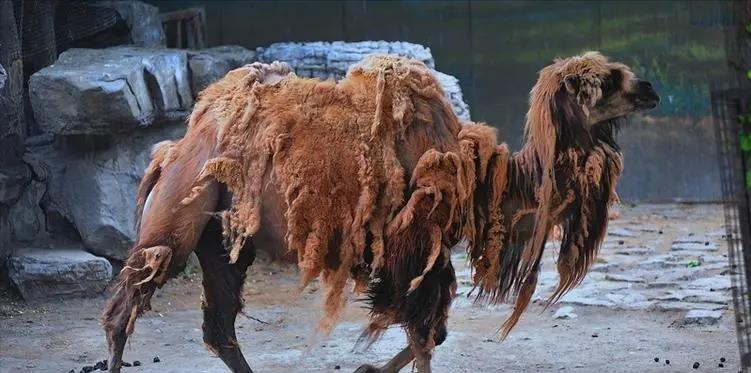 骆驼为什么能吃荆棘和仙人掌,骆驼沙漠之王