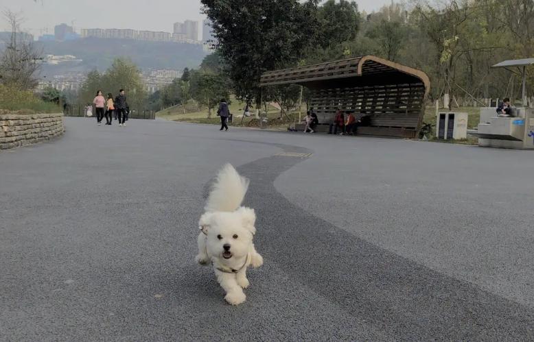小狗脐疝和正常肚脐眼区别,狗狗的脐疝一般多久能自己收缩