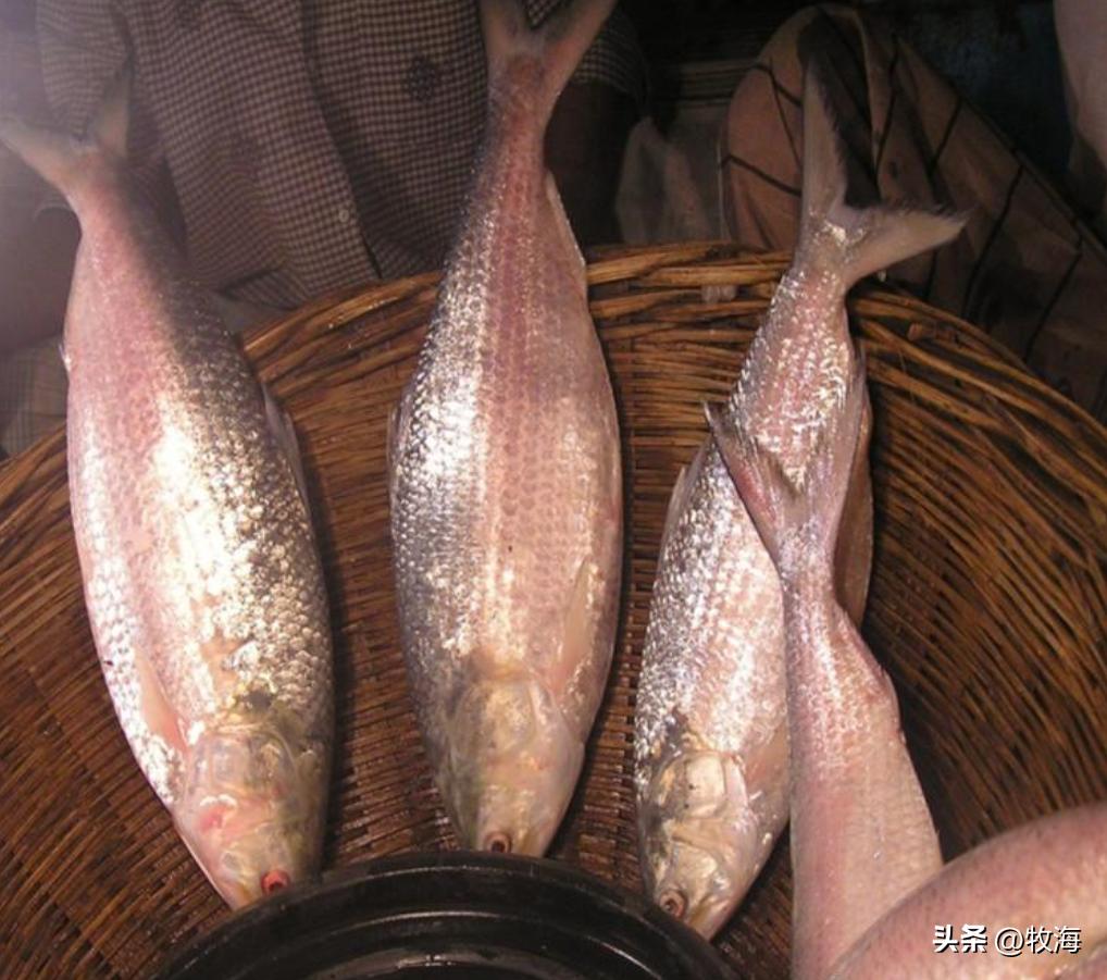 中国四大名鱼鲥鱼,长江里的淡水鱼什么最好吃