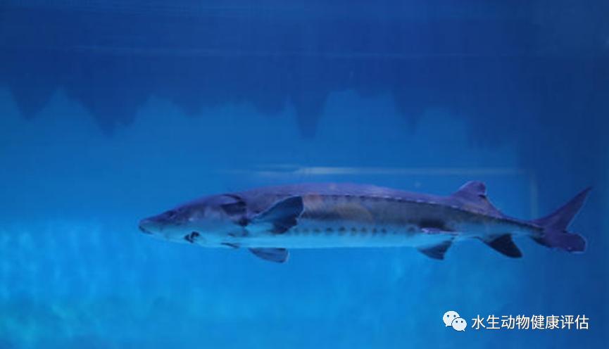 长江白鲟和恐龙是怎样灭绝的,动物界的活化石中华鲟