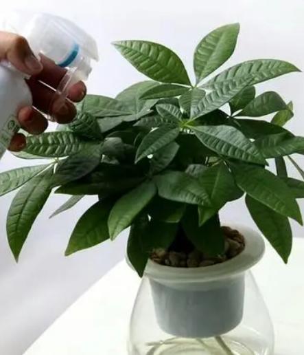 水培南天竹叶尖干枯怎么办,水培巴西木叶尖干枯怎么办