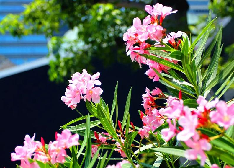 小雨催花,夹竹桃诗句和优美句子