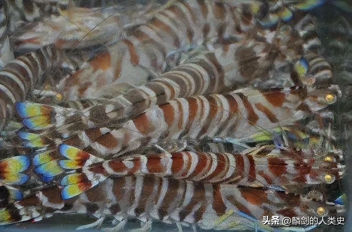 动物界所有虾的种类,哪些虾属于腹胚亚目