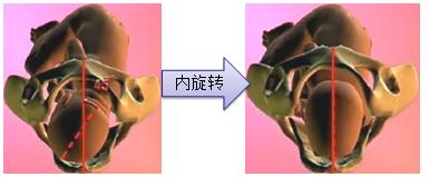 孕妈妈怎么判断胎位是正的,胎儿屁股在右侧是什么胎位