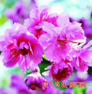 厦门多处樱花争奇斗艳花期,厦门赏山樱花