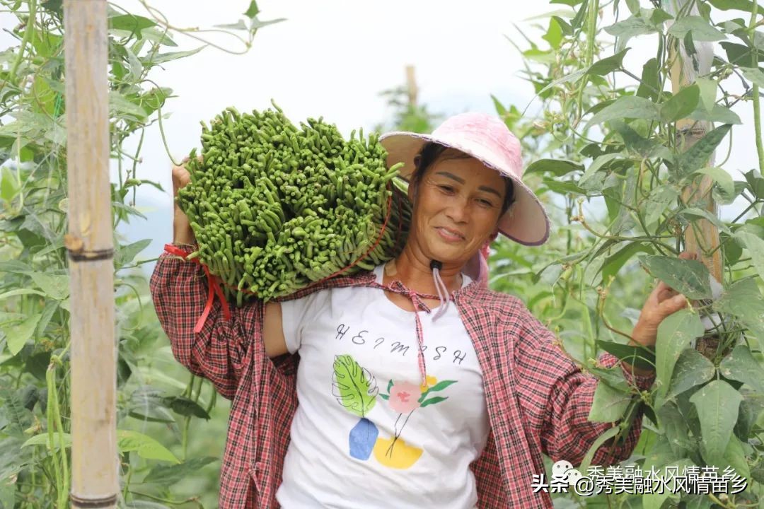 如何以蔬菜产业带动农民增收,蔬菜种植庭院经济助力乡村振兴