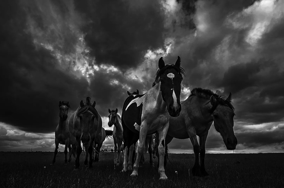 毛主席当年的小黄马，半夜突然嘶吼，主席听到后为何下令撤退？