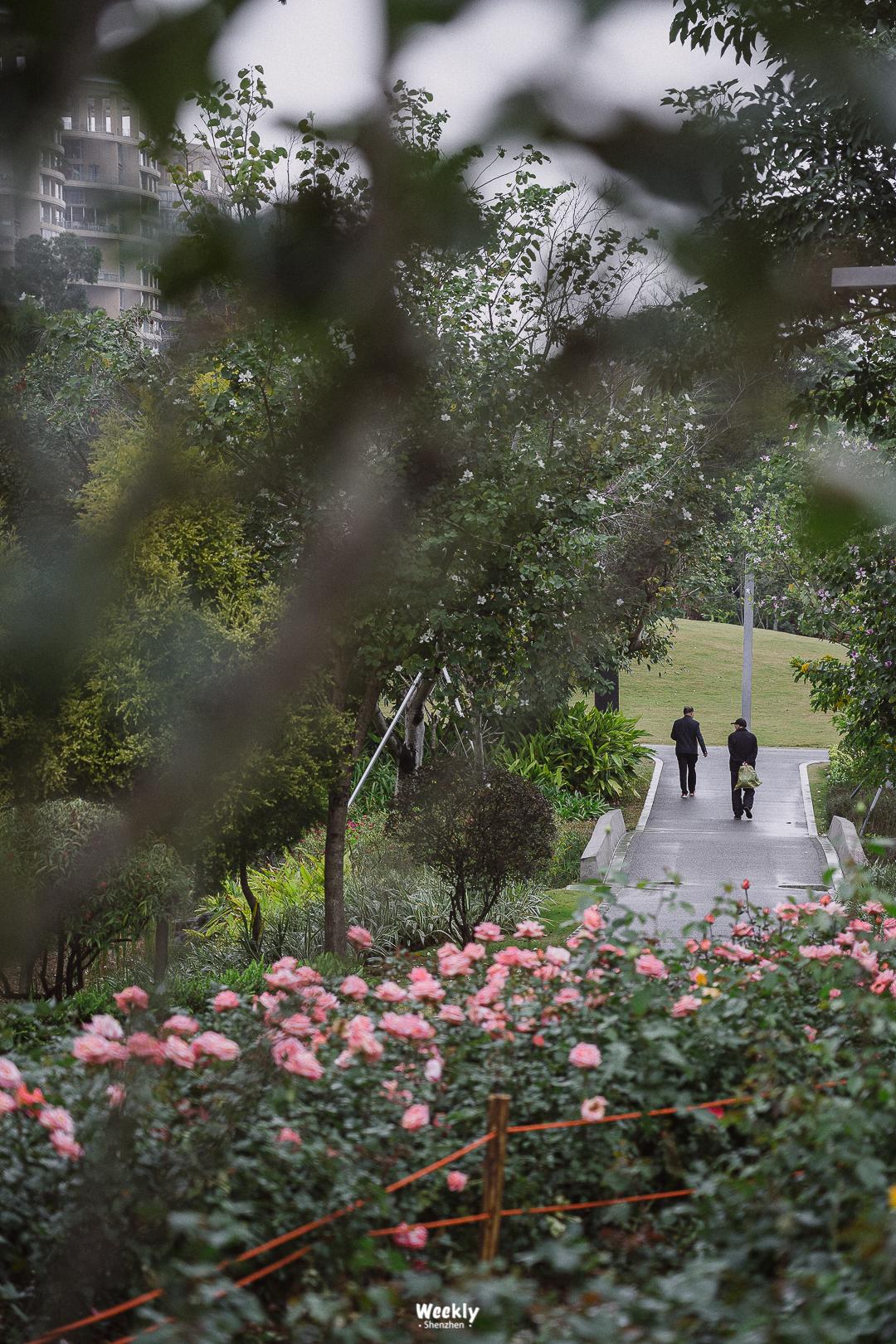好好走过红荔路，才知道住福田有多让人羡慕