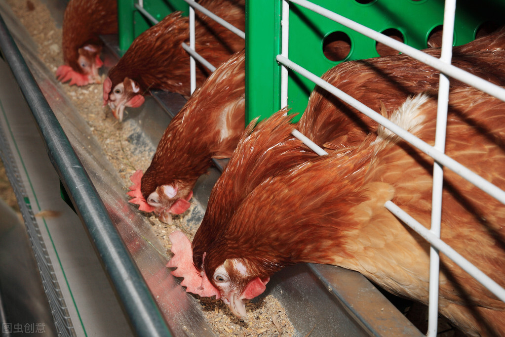 鸡滑膜炎怎么防治,鸡滑膜炎是什么原因引起的