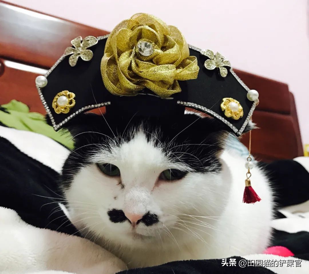 2018年全国宠物展排期表,深圳宠物展会2021排期明细表