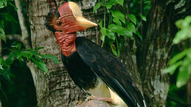 价值比象牙高3倍，活着被取骨后等死！盔犀鸟头骨到底有什么用？